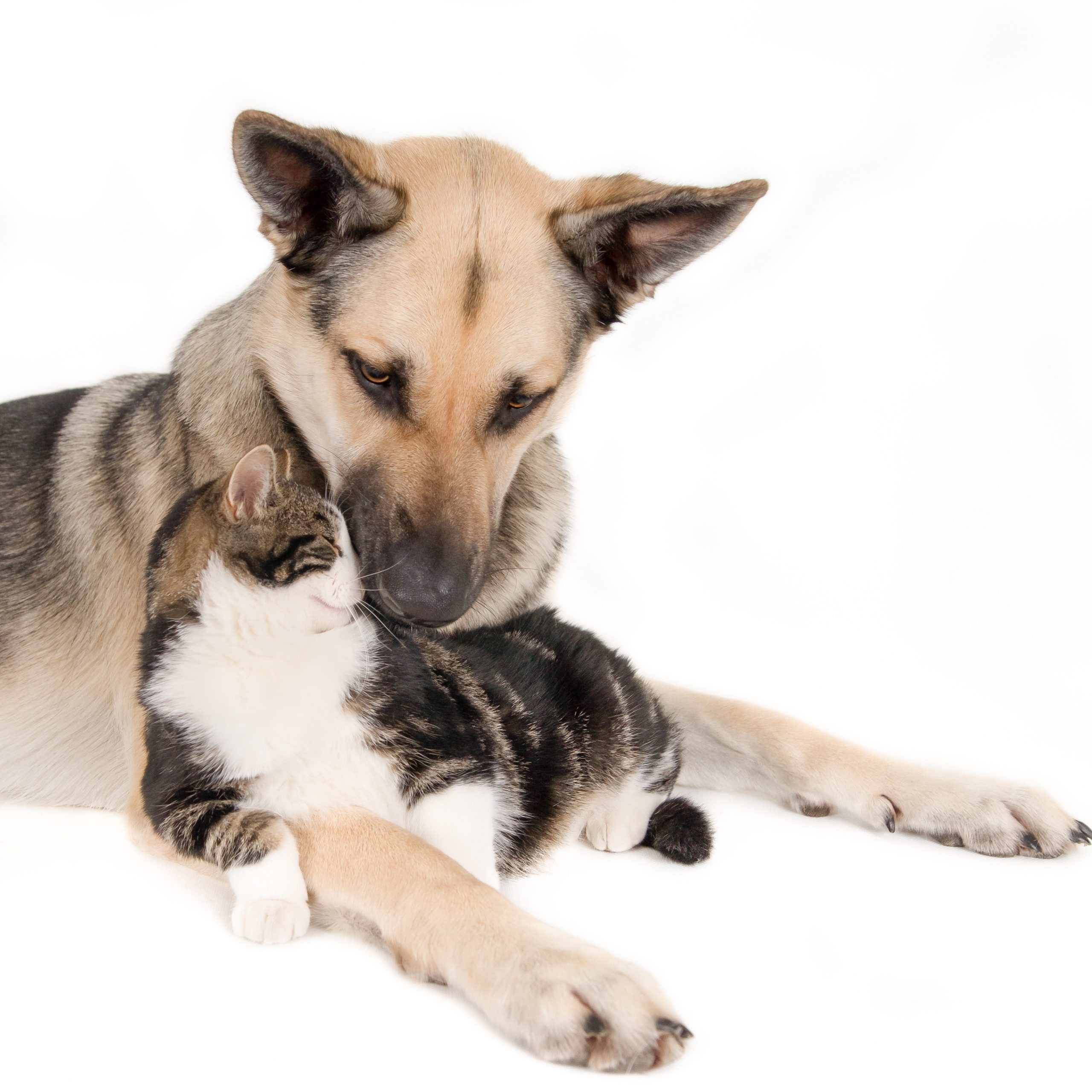 Closeup shot of a cute dog laying with a cat and isolated on white background